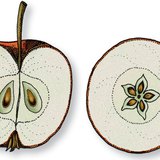 المقطع العرضي و الطولي لشجرة التفاح