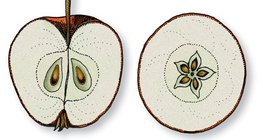 المقطع العرضي و الطولي لشجرة التفاح