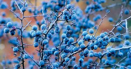 حسلات برقوق السياج