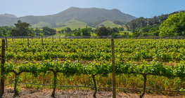 كرم جنوب أفريقي