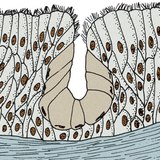 غدة متعددة الخلايا