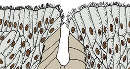 غدة متعددة الخلايا