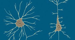 خلايا عصبية