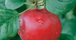 ثمار شجرة التفاح