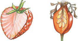 فراولة و ثمرة الزهرة