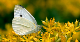 فراشة الكرنب البيضاء
