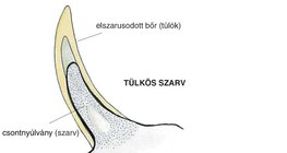 Tülkös szarv