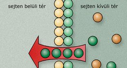 Ingerületi állapot (idegsejtek)