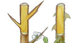 شجيرة برقوق السياج و أشواكها