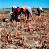 الجفاف في مناطق زراعة البصل