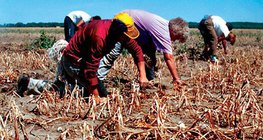 الجفاف في مناطق زراعة البصل