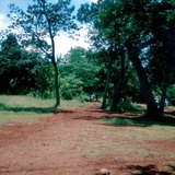 الاتيرايت هو التربة النموذجية للحزام الاستوائي