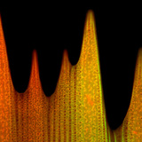 Ultrastructure of a butterfly wing scale