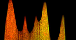 البنية الدقيقة لحراشف جناح الفراشة