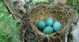 عش العصافير