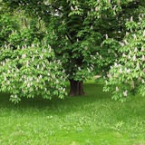 شجرة كستناء مزهرة