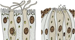 الخلايا الحسية: خلايا الشم (الى اليسار) و الخلايا الذوقية (الى اليمين)