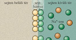 Nyugalmi állapot (idegsejtek)