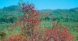 شجيرة الرسهبس