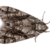 عثة الملابس