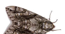 عثة الملابس