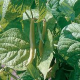 الفاصولياء الشائعة الصفراء