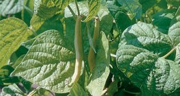 الفاصولياء الشائعة الصفراء