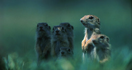 سناجب الأرض