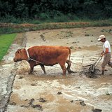 عملية انتاج الأرز - 1