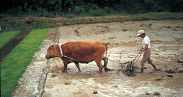 عملية انتاج الأرز - 1