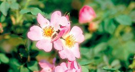 أزهار النسرين