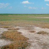 التربة المالحة