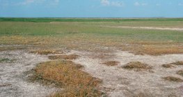 التربة المالحة