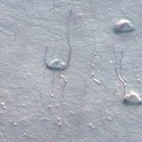 خلايا عظمية