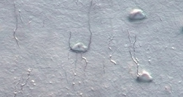 خلايا عظمية