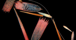 حراشف جناح الفراشة