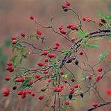 ثمر النسرين هو الرسهبس