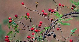 ثمر النسرين هو الرسهبس