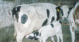 بقرة ترضع عجلها