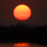 أبو ملعقة أبيض في غروب الشمس