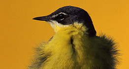 الطيطوي الأصفر