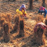 عملية انتاج الأرز - 3