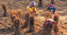 عملية انتاج الأرز - 3