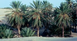 واحة النخيل