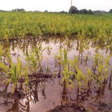 مياه داخلية