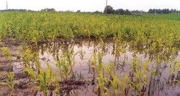 مياه داخلية