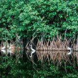 أيكة ساحلية