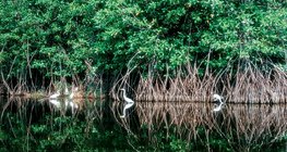 أيكة ساحلية