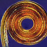 اللسان الخرطومي للفراشة