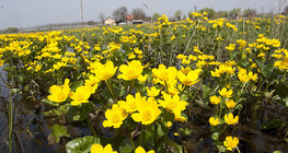 قطيفة المستنقعات